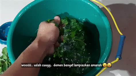 TUTORIAL STERILISASI KOLAM LELE Budidaya Lele Dalam Ember Ternak