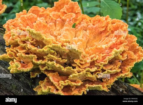Brightly Colored Chicken Of The Woods Fungus An Edible Delicacy In The