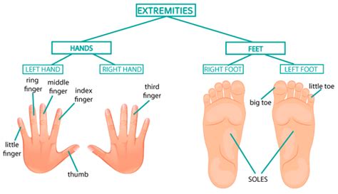 Partes Del Cuerpo En Ingl S