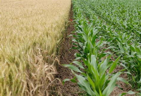 Genetically Engineered Crops And Gmos Green America