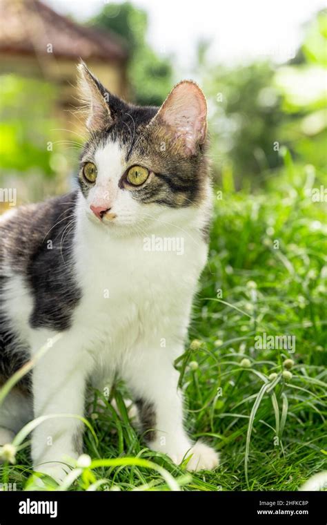 Cute Black And White Cat Playing On The Green Grass Stock Photo Alamy