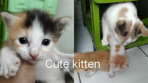 Cute Kitten Anak Kucing Yang Lucu Dan Menggemaskan Bikin