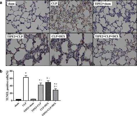 Apoptosis In The Lung Assessed By Tunel Assay The Lung Samples Were