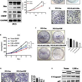 Activation Of Lxr Inhibits Prostate Cancer Progression And