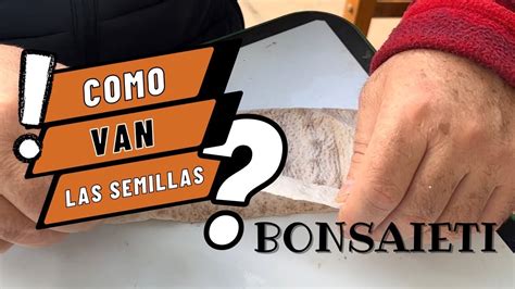 COMO va estratificación de semillas para bonsai YouTube