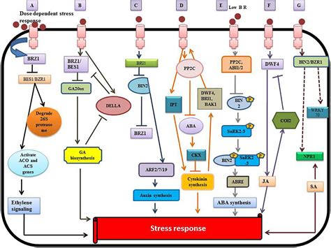 Frontiers Brassinosteroid Signaling Crosstalk And Physiological