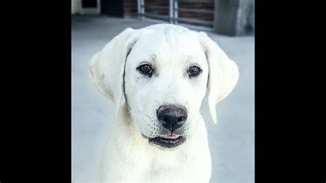 White English Labrador Retriever