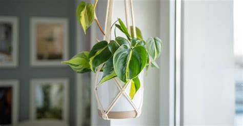Las Mejores Plantas Para Atraer La Fortuna Y La Buena Suerte Al Hogar