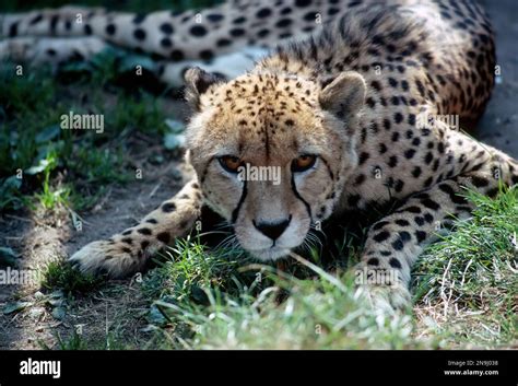 Cheetah Acinonyx Jubatus Lying Down Looking Towards Camera Stock