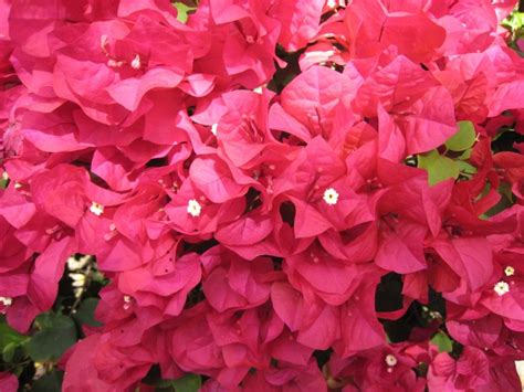 Bougainvillea Red1 Richard Lyons Nursery Inc