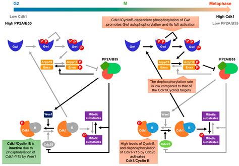 IJMS Free Full Text Greatwall Endosulfine A Molecular Switch That