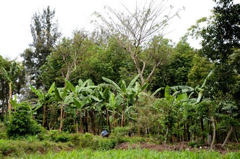 Just What Is Syntropic Agroforestry Word Forest