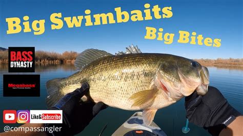 Megabass Magdraft Catches Big Colorado Bass Bass Dynasty Scent For The