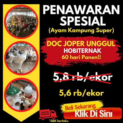 Ayam Kampung Aka Ayam Kampung Asli Menghasilkan Panen Bagus