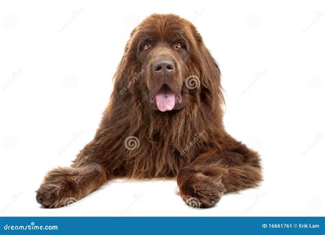 Brown Newfoundland dog stock image. Image of isolated - 16661761