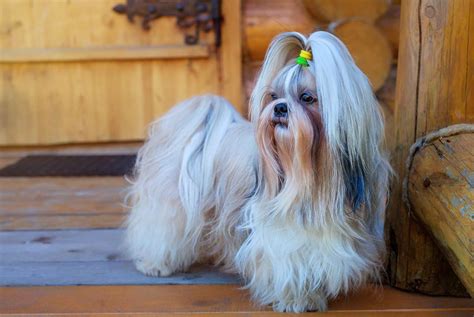 Shih Tzu - Full Profile, History, and Care