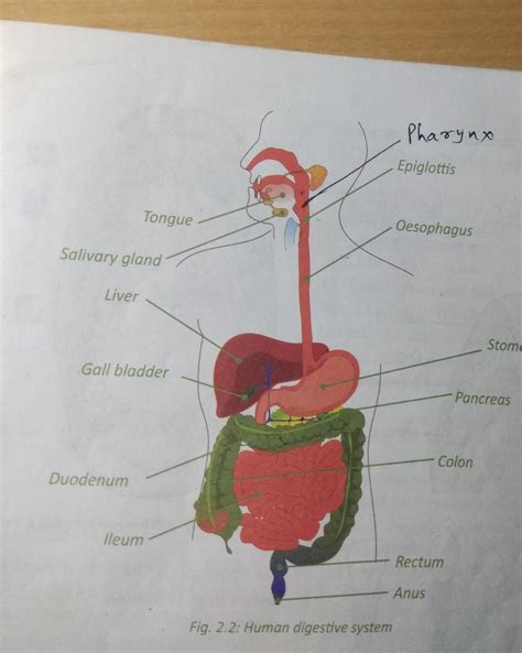 Draw Well Labelled Diagram Of Alimentry Canal With Explain Brainly In