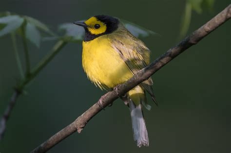 Hooded Warblers Nesting At Whitnall Park 2017 Jeremy Meyer Photography