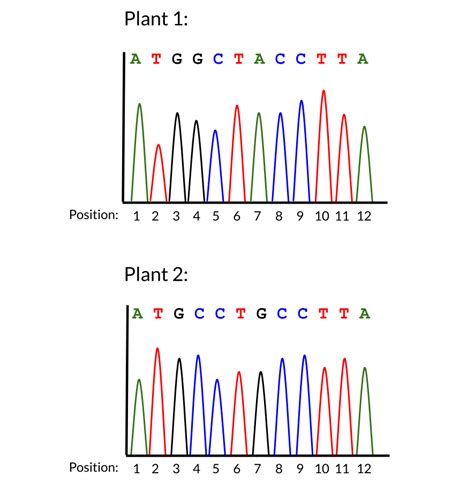 Solved The Flavonoid Hydroxylase F H Gene Influences Chegg