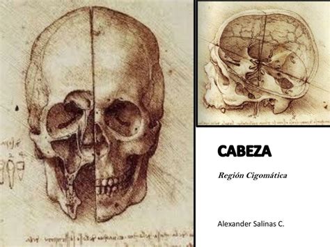 Fosa Cigomática Un poco de cursos uDocz