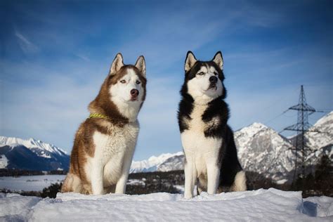 Siberian Husky Dogs Free Photo On Pixabay
