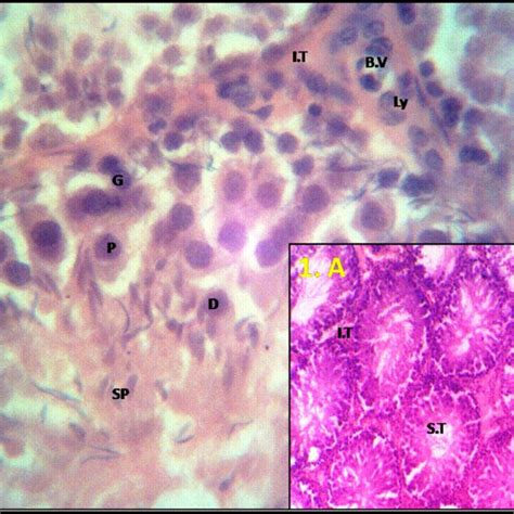 A Light Photomicrograph Of A Section In A Rat Testicular Tissue From