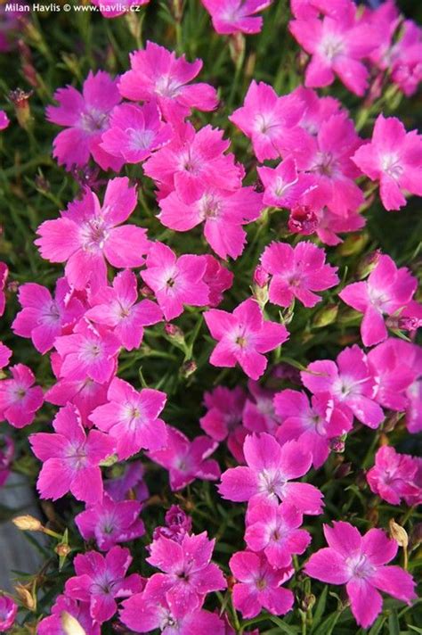 Dianthus Hybrid Beauties Kahori Pink 6 Trinity Greenhouse
