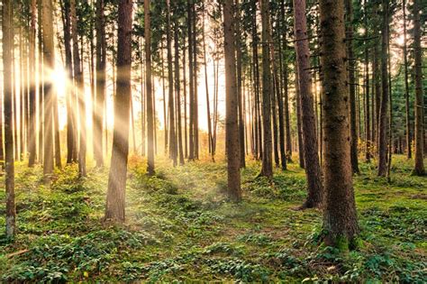 Domy z drewna a ochrona środowiska Penny Dobroszyce