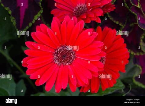 Bright Red Gerbera Daisy Flowers Hi Res Stock Photography And Images