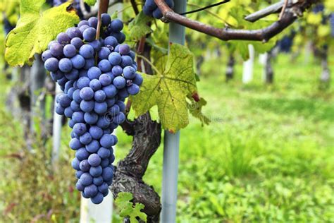 Videira E Grupo De Uvas Pretas Em Um Campo Imagem De Stock Imagem De