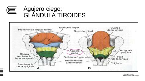 Arcos FarÍngeos Formación De La Cabeza Desarrollo Craneofacial El