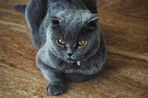 Un Gran Gato Gris Mira A Los Ojos Tirados En El Suelo Foto Premium