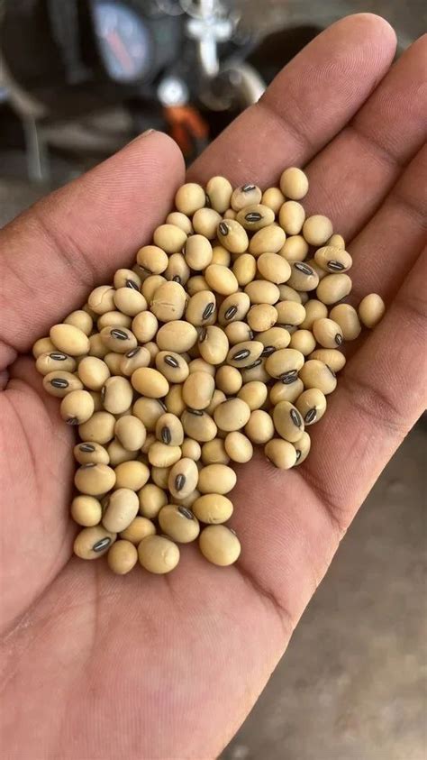 Hybrid High Quality Organic Soybean Seed Packaging Type Loose