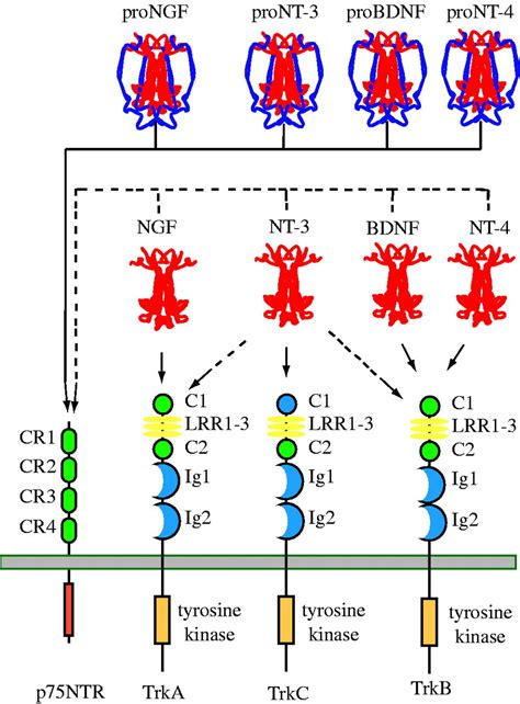 Neurotrophin Regulated Signalling Pathways Philosophical Transactions