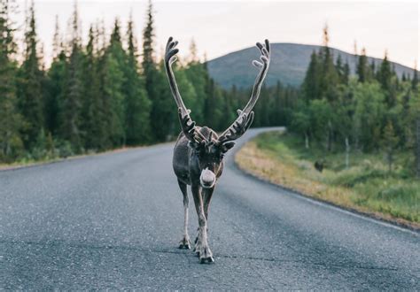 Reindeer, Lapland's favorite animal | Visit Finnish Lapland