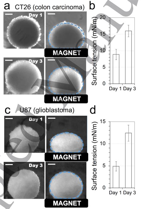 Surface Tension Measurement In Magnetic Spheroids Spheroids Of 1 Mm Download Scientific