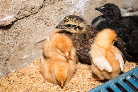 141 Black Chicken Egg Farm Breeding Stock Photos Free And Royalty Free