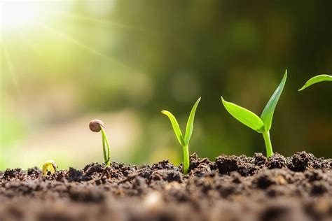 Inteligencia Vegetal Todo Lo Que No Sabes Sobre La Sensibilidad E