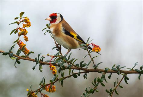 Vivaldi's Goldfinch | Audubon