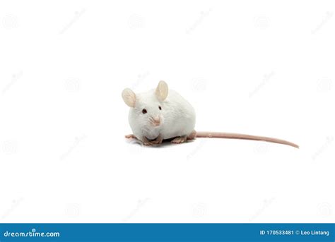 A white mouse stock image. Image of nose, looking, little - 170533481