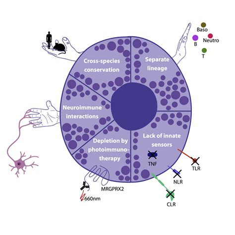 Human Mast Cell Proteome Reveals Unique Lineage Putative Functions