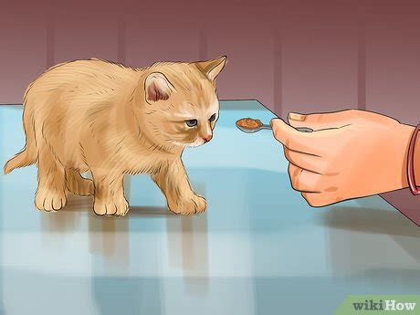 How to Introduce Solid Food to Kittens: 11 Steps (with Pictures)