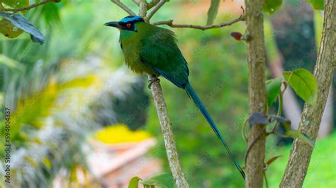 El momoto amazónico o momoto común3 Momotus momota también