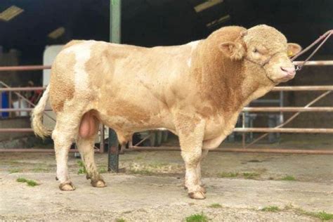 1 Pedigree Simmental Breeding Bull | SellMyLivestock - The Online ...