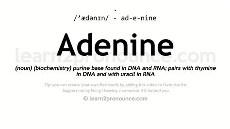 Pronunciation of Adenine | Definition of Adenine - YouTube