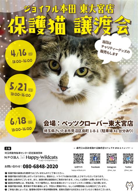 2023年4〜6月の保護猫譲渡会のお知らせ Npo法人 Happy Wildcats