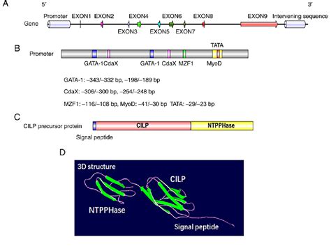 Figure From Cartilage Intermediate Layer Protein Affects The