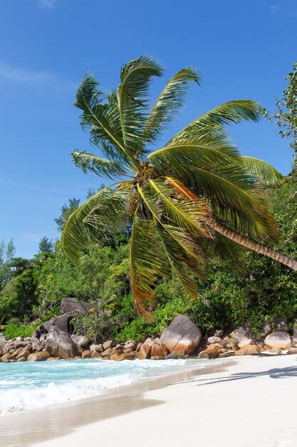 Premium Photo Seychelles Anse Georgette Beach Praslin Island Palm