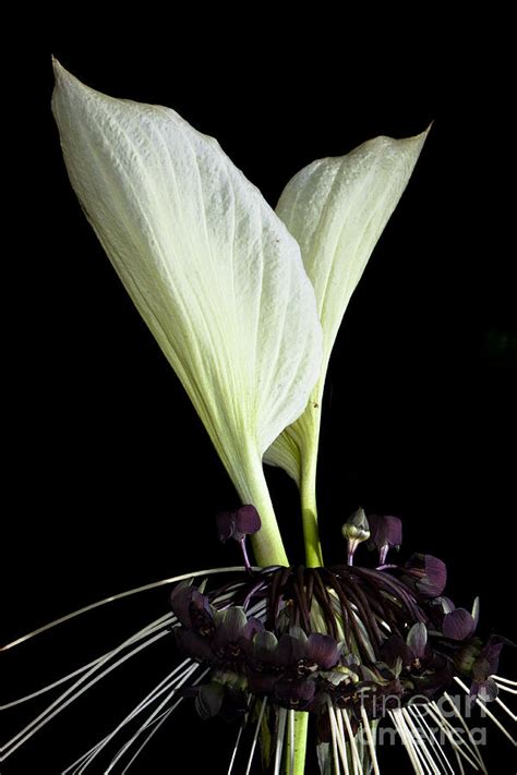 White bat plant Photograph by Johan Larson