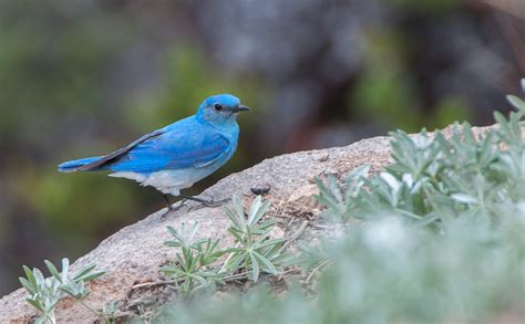 Mountain Bluebirds at Lassen Volcanic National Park | Focusing on Wildlife